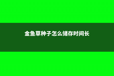 金鱼草种子要怎么种 (金鱼草种子怎么储存时间长)