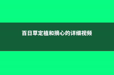 百日草的摘心方法 (百日草定植和摘心的详细视频)