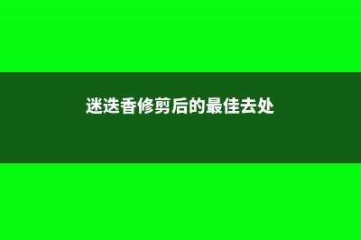 迷迭香的修剪方法 (迷迭香修剪后的最佳去处)