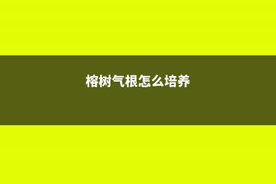 榕树气根怎么培养 (榕树气根怎么培养)