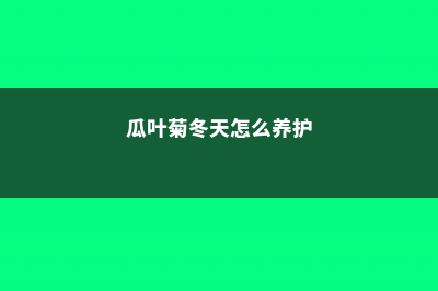 想养爬藤却没院子？选对花，室内阳台也能养成瀑布 (爬藤植物没有支撑爬藤活不成)