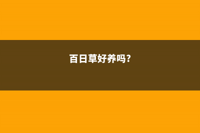 百日草生长期养护要点 (百日草好养吗?)