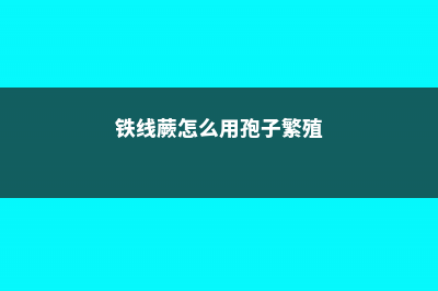 铁线蕨如何用孢子繁殖 (铁线蕨怎么用孢子繁殖)