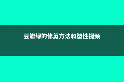 豆瓣绿的修剪方法 (豆瓣绿的修剪方法和塑性视频)