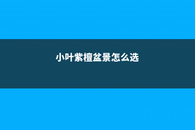 小叶紫檀盆景怎么浇水 (小叶紫檀盆景怎么选)