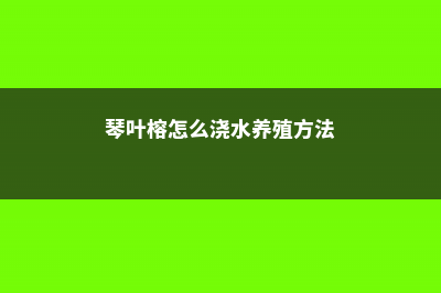 琴叶榕怎么浇水 (琴叶榕怎么浇水养殖方法)