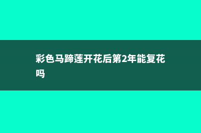 彩色马蹄莲开花后怎么处理 (彩色马蹄莲开花后第2年能复花吗)