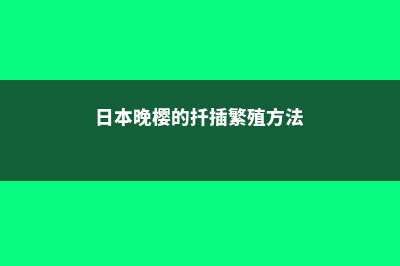 日本晚樱的扦插繁殖 (日本晚樱的扦插繁殖方法)