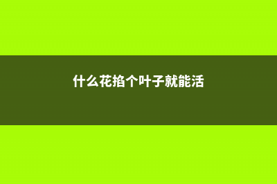 这5种花掐个枝就能活，一盆变多盆，太省钱了 (什么花掐个叶子就能活)