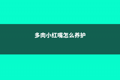 多肉小红嘴怎么繁殖 (多肉小红嘴怎么养护)