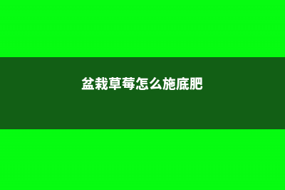 盆栽草莓怎么施肥 (盆栽草莓怎么施底肥)