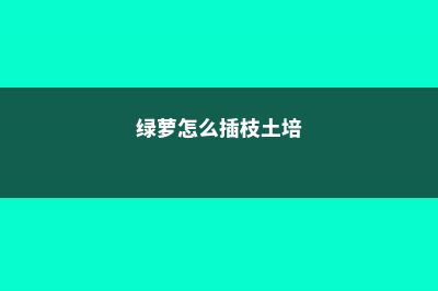 绿萝这样插在土里，一个月就爆盆了 (绿萝怎么插枝土培)