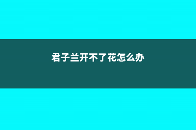 君子兰栀子不开花，只需1招花开满盆 (君子兰开不了花怎么办)