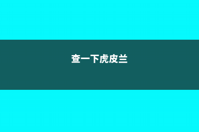 你的虎皮兰花都不开，他的却年年结果，咋养的 (查一下虎皮兰)