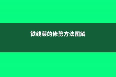 铁线蕨的修剪方法 (铁线蕨的修剪方法图解)