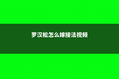 罗汉松怎么嫁接-(罗汉松怎么嫁接法视频)