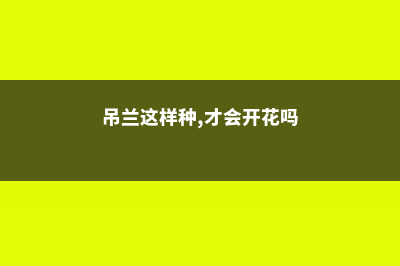 吊兰这样种，才能叶片油亮有光泽！方法还超简单 (吊兰这样种,才会开花吗)