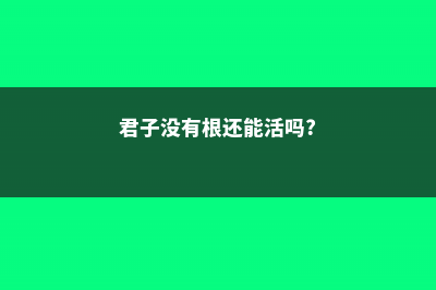 根都烂没的君子兰，我捡回家，半年后开花了 (君子没有根还能活吗?)