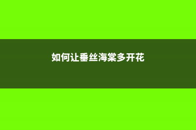 怎么让垂枝海棠二次开花 (如何让垂丝海棠多开花)