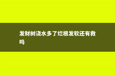 发财树这样浇水，不但浇不死，还能绿油油 (发财树浇水多了烂根发软还有救吗)