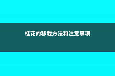 桂花的移栽方法和注意事项 (桂花的移栽方法和注意事项)