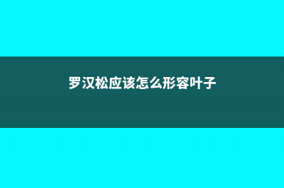 罗汉松应该怎么浇水 (罗汉松应该怎么形容叶子)