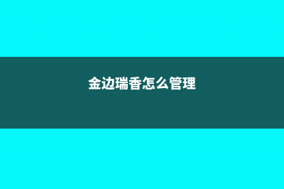 金边瑞香如何延长花期 (金边瑞香怎么管理)