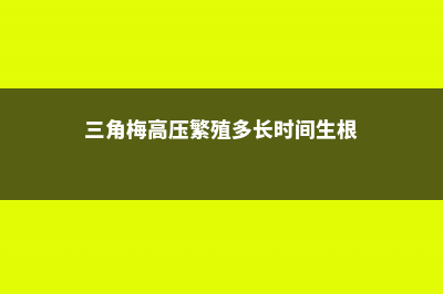 三角梅高压繁殖方法图解 (三角梅高压繁殖多长时间生根)