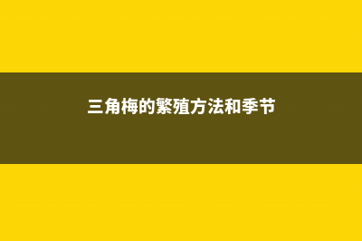 三角梅的播种繁殖法 (三角梅的繁殖方法和季节)