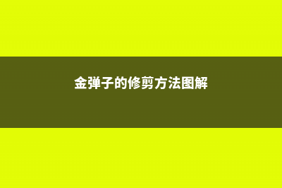 金弹子的修剪方法 (金弹子的修剪方法图解)