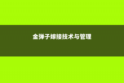 金弹子的嫁接技巧 (金弹子嫁接技术与管理)