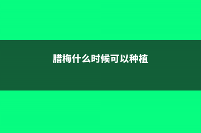 腊梅什么时候可以播种 (腊梅什么时候可以种植)