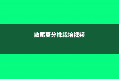 散尾葵分株繁殖和注意事项 (散尾葵分株栽培视频)