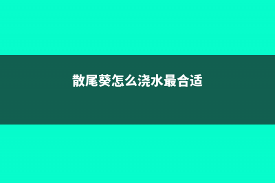 散尾葵怎么浇水 (散尾葵怎么浇水最合适)