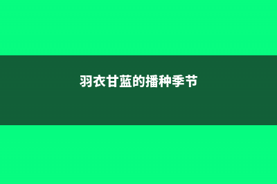 羽衣甘蓝的播种繁殖方法 (羽衣甘蓝的播种季节)