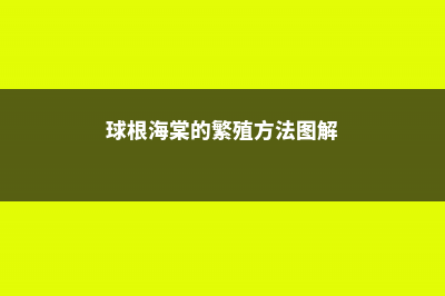 球根海棠的繁殖方法有哪些 (球根海棠的繁殖方法图解)