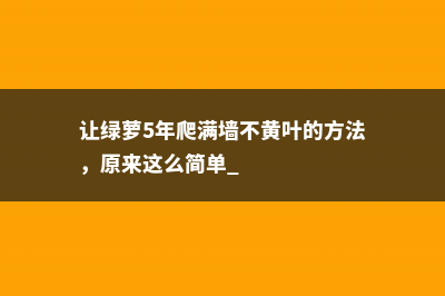 让绿萝5年爬满墙不黄叶的方法，原来这么简单 