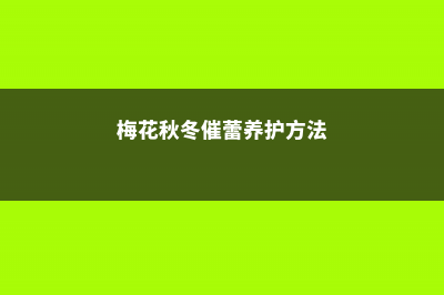 梅花秋冬催蕾养护要点 (梅花秋冬催蕾养护方法)