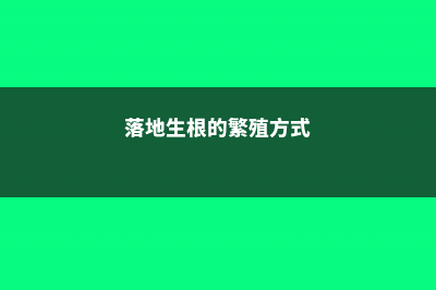 落地生根的繁殖方法-(落地生根的繁殖方式)