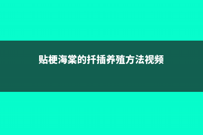 贴梗海棠繁殖方法大全 (贴梗海棠的扦插养殖方法视频)