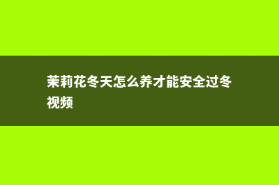 茉莉花冬天怎么养 (茉莉花冬天怎么养才能安全过冬视频)