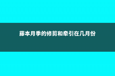 藤本月季的修剪方法 (藤本月季的修剪和牵引在几月份)