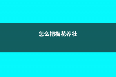 怎样让梅花春节开花 (怎么把梅花养壮)