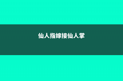 仙人指怎么嫁接繁殖 (仙人指嫁接仙人掌)