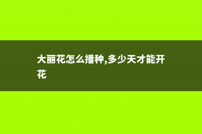 大丽花怎么播种 (大丽花怎么播种,多少天才能开花)