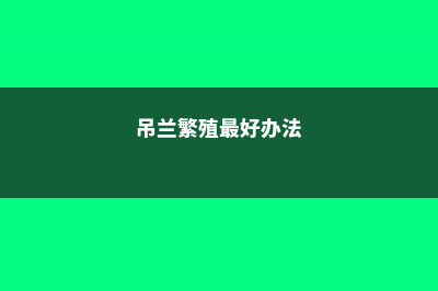 吊兰繁殖方法有哪些 (吊兰繁殖最好办法)