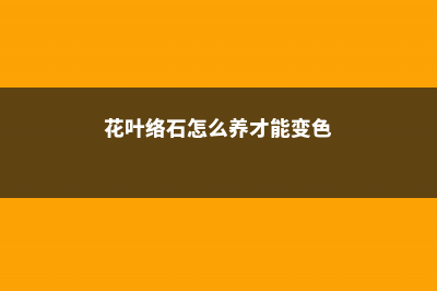 花叶络石怎么养叶子才会色彩斑斓 (花叶络石怎么养才能变色)