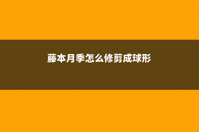 藤本月季怎么修剪造型 (藤本月季怎么修剪成球形)