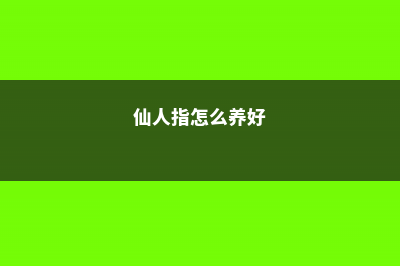 仙人指怎么养可以多开花 (仙人指怎么养好)