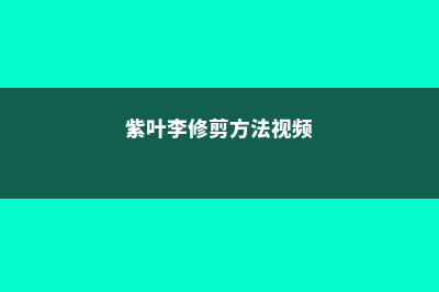 紫叶李怎么修剪 (紫叶李修剪方法视频)